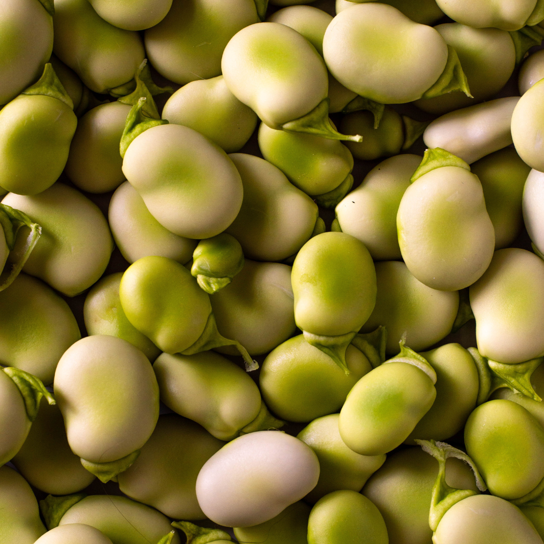 Australian Fava Bean Protein – Brain and Brawn Sydney