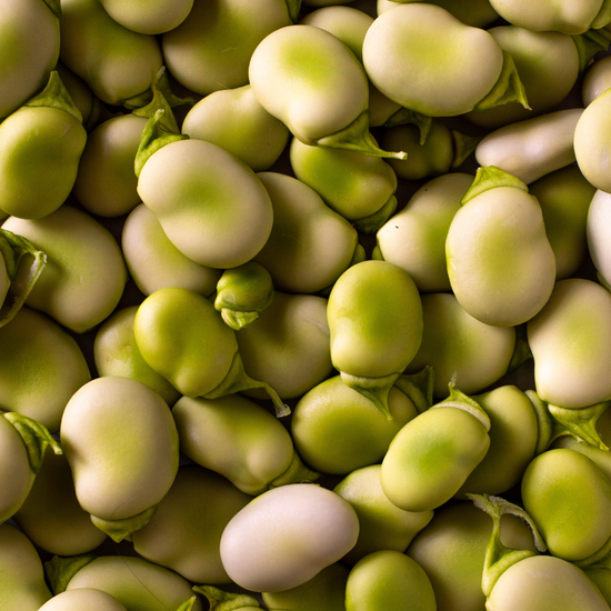Australian Fava Bean Protein