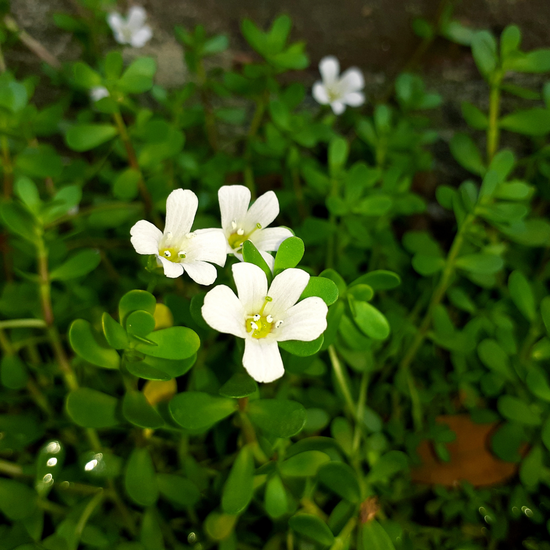 Brain Health - Organic Bacopa Monnieri