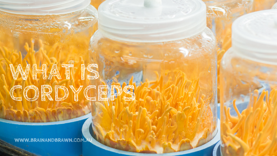 Cordyceps Mushroom